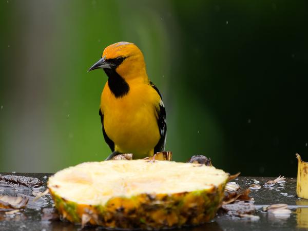 <h3><a href="/trips/costa-rica/biota/animalia/chordata/aves/040 passeriformes/124 icteridae/icterus pustulatus/icterus pustulatus-nl.html">Icterus&nbsp;pustulatus</a> / Streak‑backed&nbsp;oriole / Vlekrugtroepiaal</h3>OM-1 Mark II met OLYMPUS M.150-400mm F4.5, 1/2000 sec  bij F4.5, ISO 1600, afstand 7.66&nbsp;m